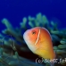 anemonefish_pink_bs_h_0705_png493.jpg